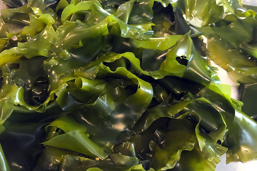 bucket of harvested seaweed