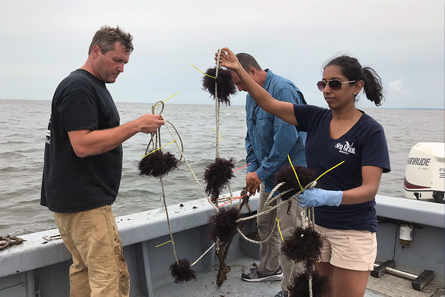 woman and two men on boat in Long Island Sound with bunches of seaweed on string about to be deployed into water