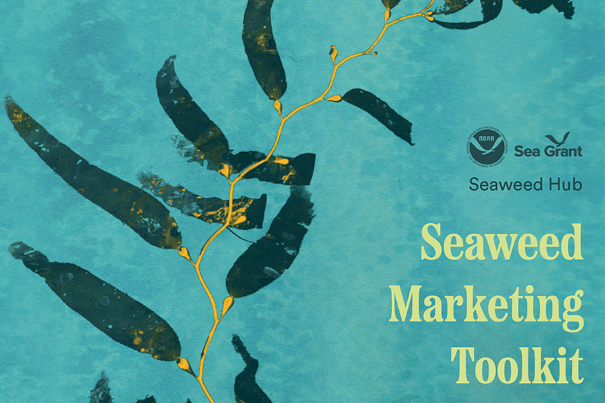 Seaweed Marketing Toolkit visual