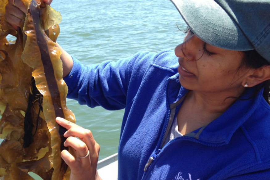 woman holding strands of sugar kelp seaweed on a boat with Long Island Sound in the background